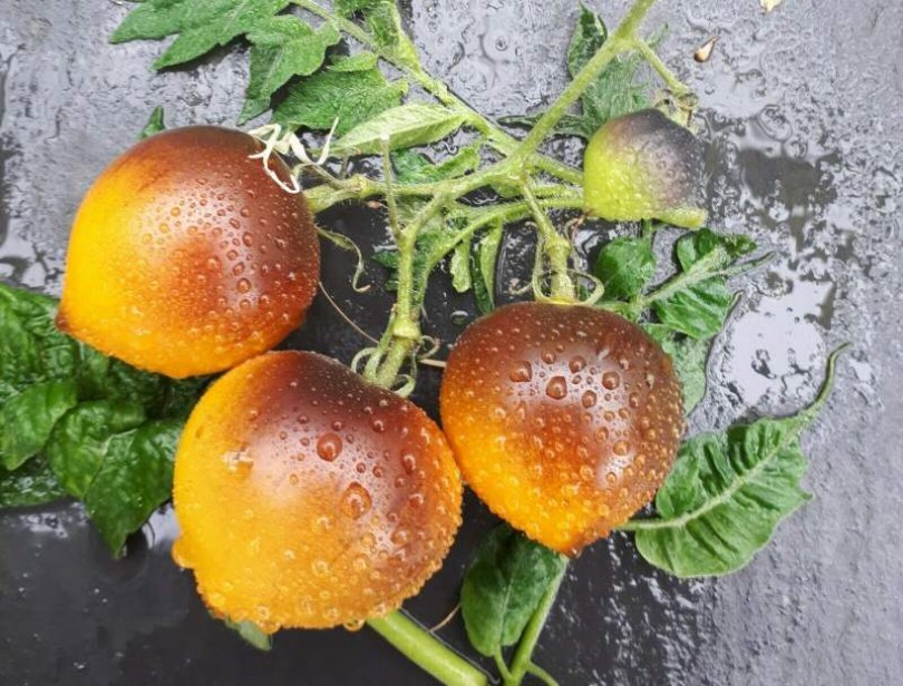 Orange Purple Stripes paradicsom - Paradicsom különlegességek az Egzotikus Növények Stúdiója kínálatából